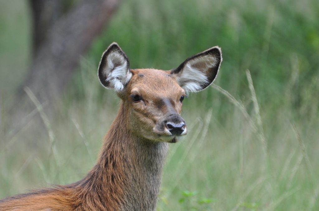 Deer in the woods at Hoge Veluwe National Park